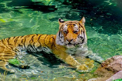  Water Tiger ұясы