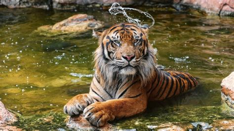 Water Tiger ұясы