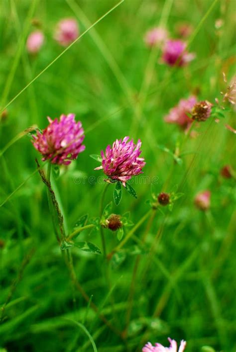  Wild Clover yuvası