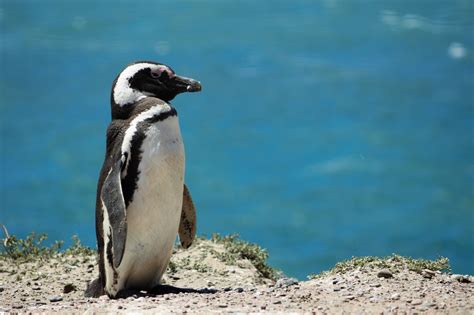  Wild Penguin слоту
