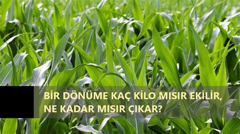 1 dönüme kaç kilo mısır ekilir