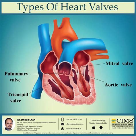 4 Heart Valves Names