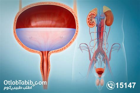 43 وحدة أمراض الذكورة والجهاز البولي