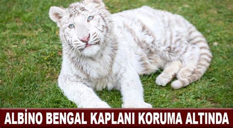 Albino bengal kaplanı