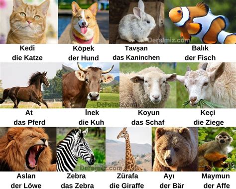 Almanca hayvanlar ile ilgili cümleler