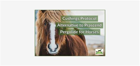Alternative To Prascend For Horses