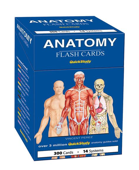 Anatomy Flash Cards Free Download