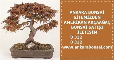 Ankara bonsai satış çiçek