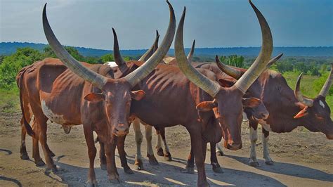 Ankole Uganda