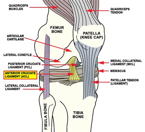 Anterior Cruciate Ligament Injury Symptoms