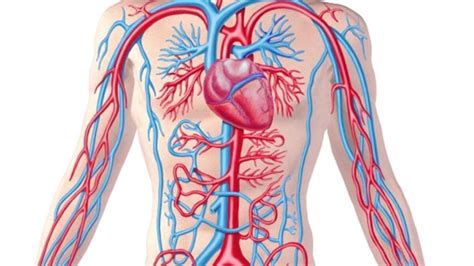Aort damarı resmi