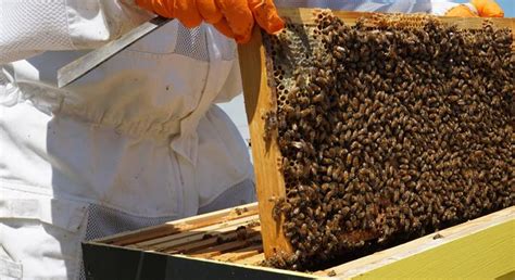Arı yetiştiriciliği nasıl yapılır