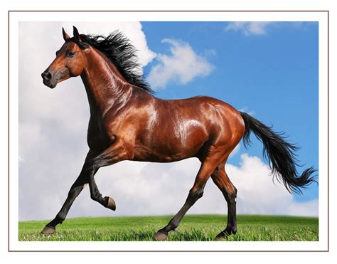 Arap atı