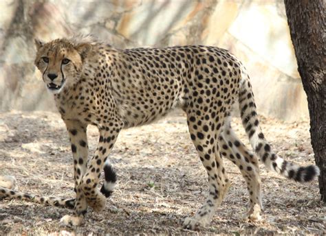 Are Cheetahs Endangered Species