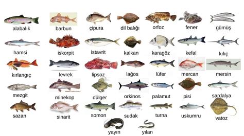 Balık isimleri