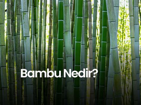 Bambunun cilde faydaları