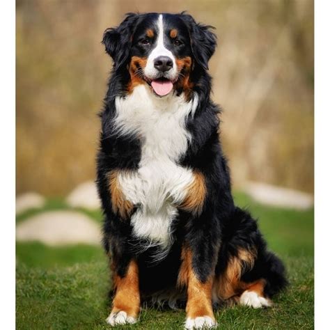 Bernese dağ köpeği izmir