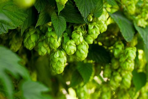 Best Hop Variety To Grow