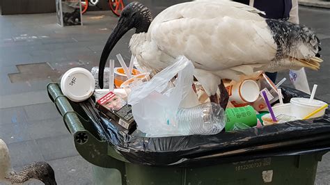 Bin Chickens Australia