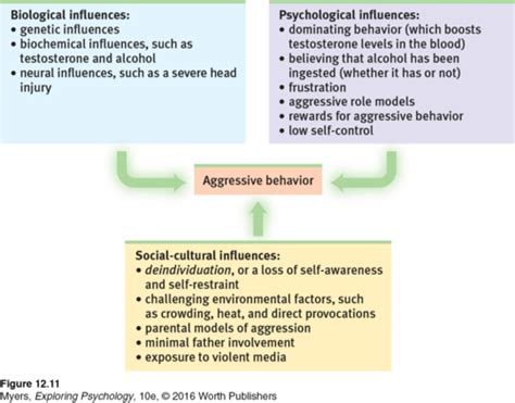 Biological Causes Of Aggression