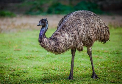Birds Species Emu