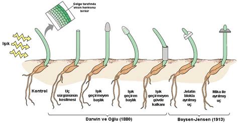 Bitkilerde oksin hormonu
