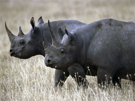 Black Rhino Scientific Name