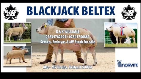 Blackjack Livestock