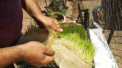 Buğday çimi nasıl yetiştirilir video