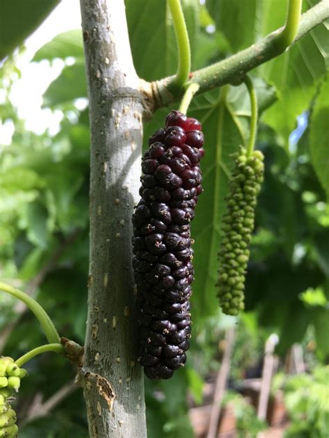 Buy Pakistan Mulberry Tree