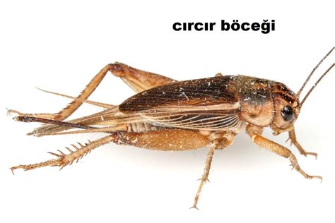 Cırcır böceği nasıl kaçırılır