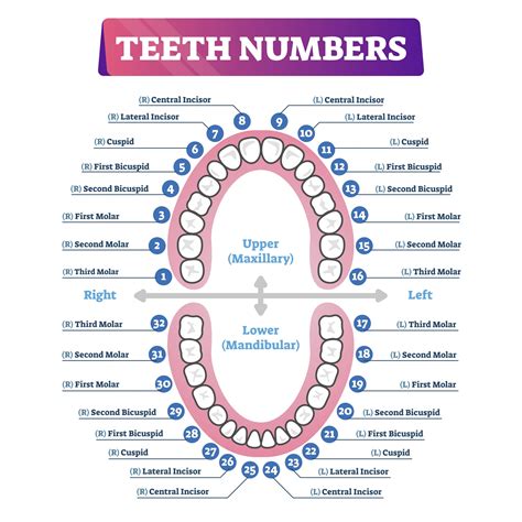 Calculator To Select The Number Of Slots And Teeth Calculator To Select The Number Of Slots And Teeth