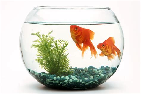 Can A Goldfish Live In A Fish Bowl