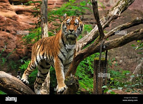 Can Tigers Stand After Death