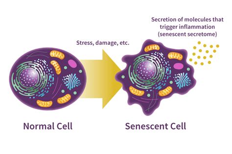 Cellular Senescence Definition