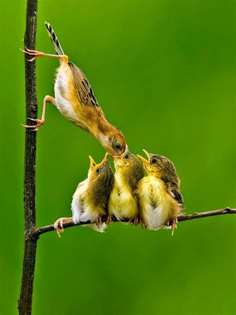 Ceviz yiyen kuşlar