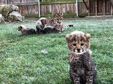 Cheetahs For Sale As Pets