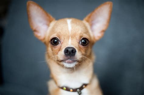 Chihuahua Animal