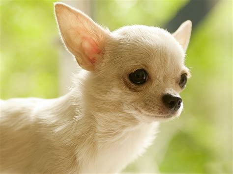 Chihuahua sahiplenme ankara