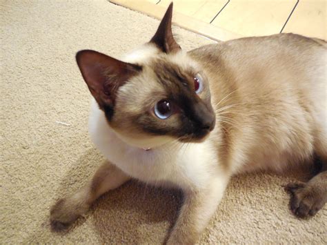 Chocolate Point Siamese For Sale