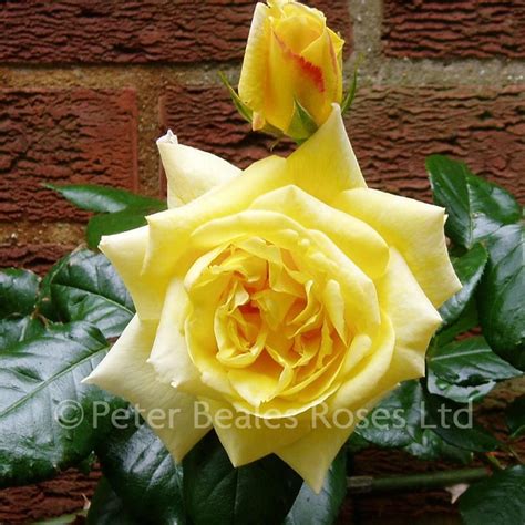 Climbing roses casino care