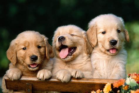 Cute Puppies Desktop Wallpaper