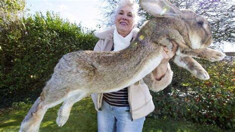 Dünyanın en büyük tavşanı