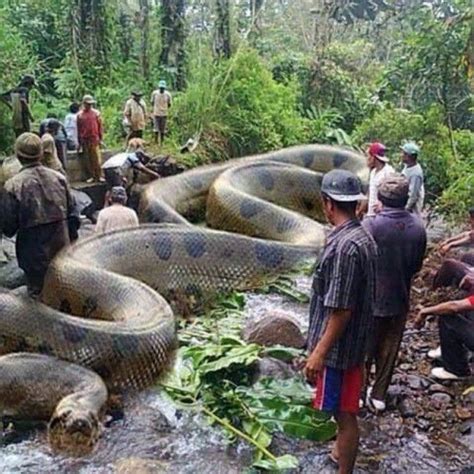 Dünyanın en büyük yılanlarının videoları