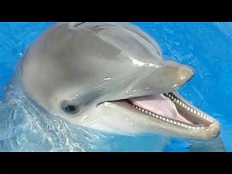 Delfinlər haqqında slot maşınları