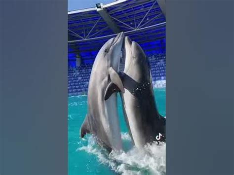 Delfinlər slot maşınları