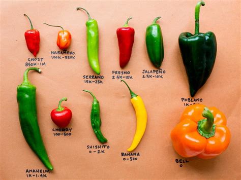 Difference Between Chili And Chile