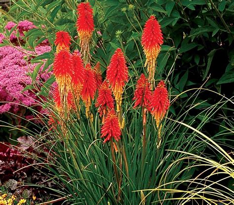 Dividing Red Hot Pokers Plants