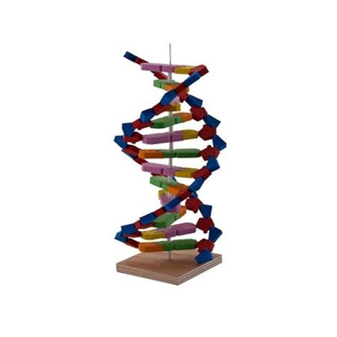 Dna sarmalı modeli