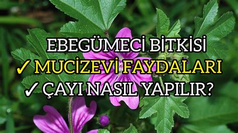 Ebegümeci faydaları